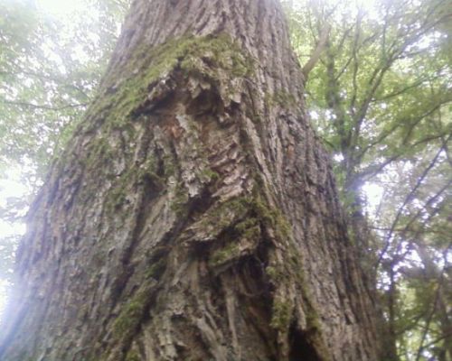 heidi.findeis@web.de